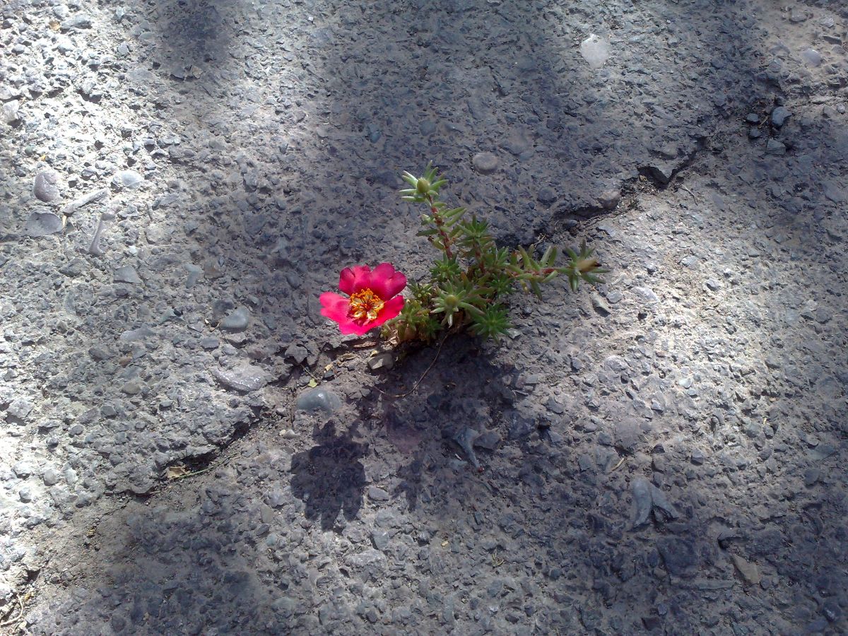 اگه فقط زنده‌ای، نه موفق ، بازم اینو بخون!